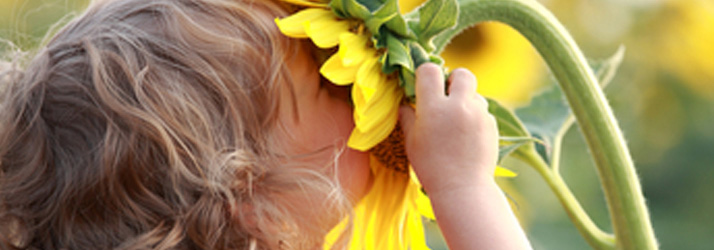 Chiropractic Greenville SC Sunflowers And Chiropractic